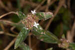 Woodland false buttonweed